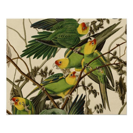 Poster Illustration Audubon Carolina Parrot Bird (Devant)