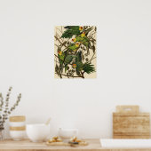 Poster Illustration Audubon Carolina Parrot Bird (Cuisine)