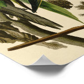 Poster Illustration Audubon Carolina Parrot Bird (Coin)