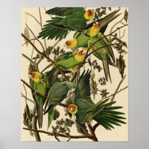 Poster Illustration Audubon Carolina Parrot Bird