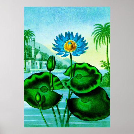 Poster Illustration Blue Egyptian Water Lily / Lotus (Devant)