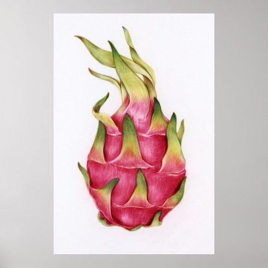 Poster Illustration botanique (Devant)