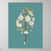 Poster Illustration botanique (Devant)