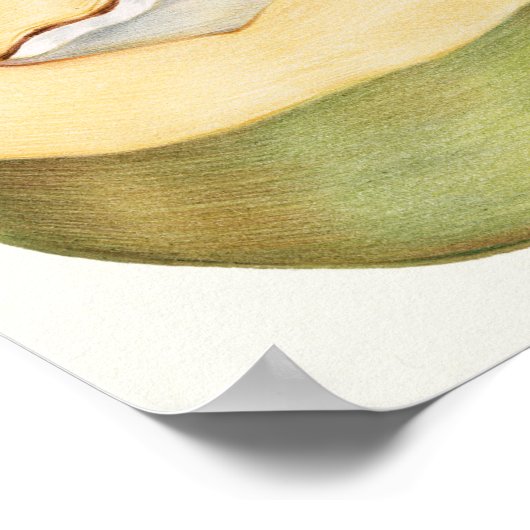 Poster Illustration botanique (Coin)