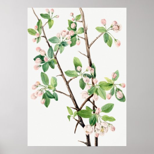 Poster Illustration botanique (Devant)
