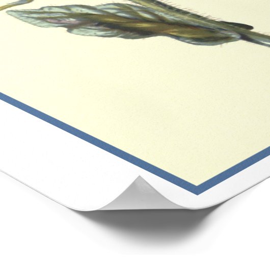 Poster Illustration botanique "Borage" (Coin)