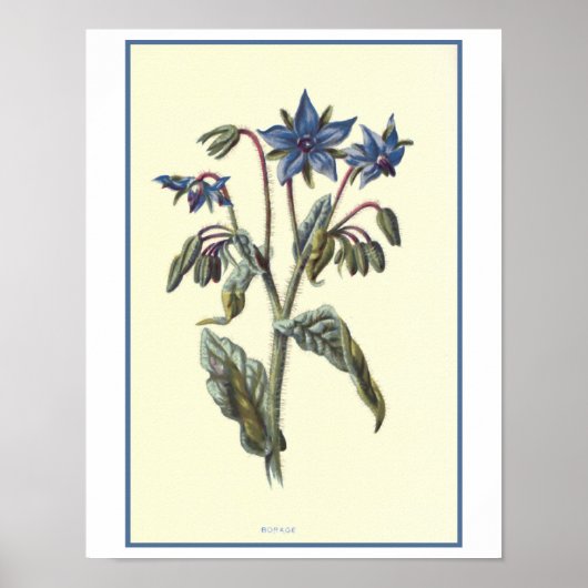 Poster Illustration botanique "Borage" (Devant)