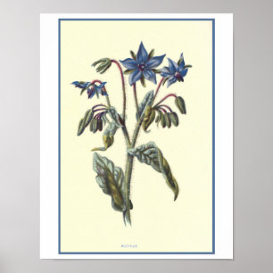 Poster Illustration botanique de "bourrache"