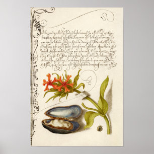 Poster Illustration botanique de calligraphie antique
