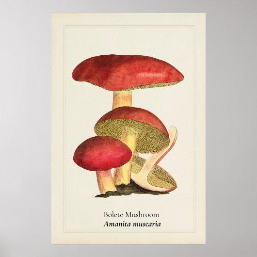 Poster Illustration botanique de champignon à capuchon ro (Devant)