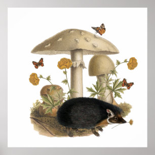 Poster Illustration botanique de champignon de hérisson e