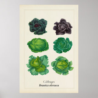 Poster Illustration botanique de chou kale antique en art