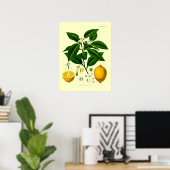 Poster Illustration botanique de citron de l'époque victo (Bureau à domicile)