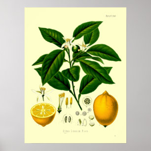 Poster Illustration botanique de citron de l'époque victo