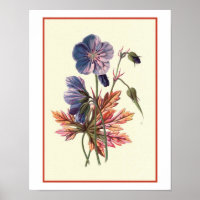 Illustration botanique de "Cranesbill de prairie"