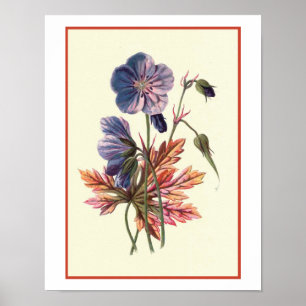 Poster Illustration botanique "de Cranesbill de pré"