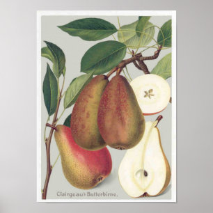 Poster Illustration botanique de cru de poires