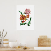Poster Illustration botanique de la tulipe vintage (Cuisine)