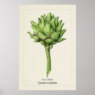 Poster Illustration botanique de l'artichaut antique Cu