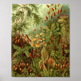 Poster Illustration botanique de mousses anciennes