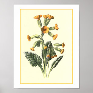 Poster Illustration botanique de "primevère"