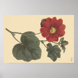 Poster Illustration botanique de Seringapatam Hollyhock