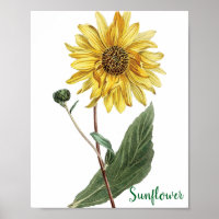 Illustration botanique de tournesol floral