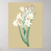 Poster Illustration botanique de Tuberose, Fleur Vintage (Devant)