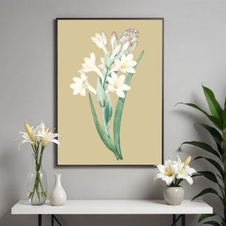 Poster Illustration botanique de Tuberose, Fleur Vintage
