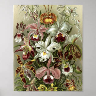 Poster Illustration botanique d'orchidées vintage