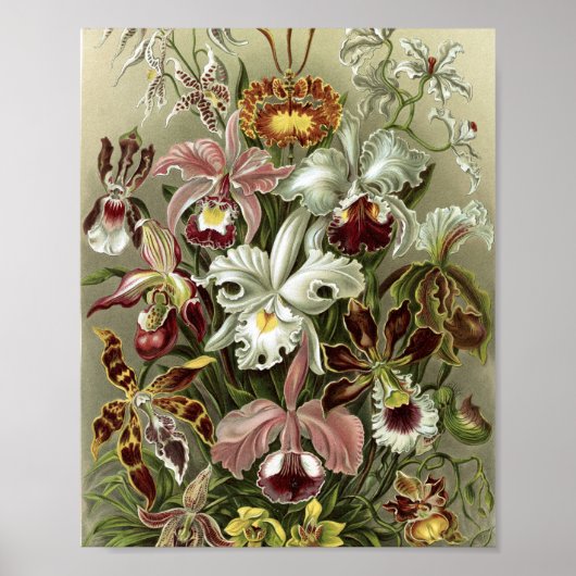 Poster Illustration botanique d'orchidées vintage (Devant)