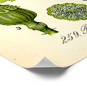 Poster Illustration botanique du pavot (Coin)