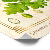Poster Illustration botanique Feuille de chêne d'art vint (Coin)
