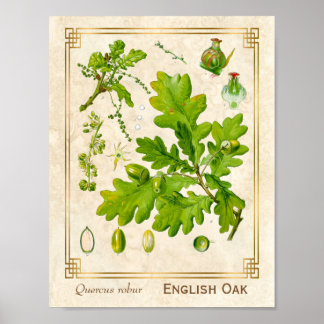 Poster Illustration botanique Feuille de chêne d'art vint