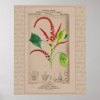 Illustration Botanique Française Amaranthus 24X30