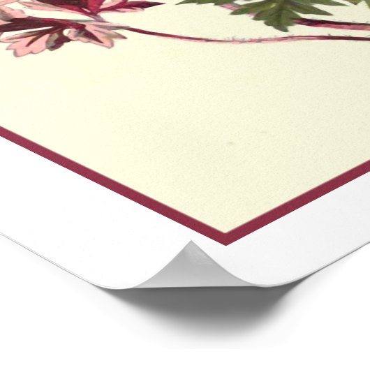 Poster Illustration botanique "Herb Robert" (Coin)