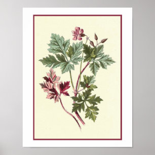 Poster Illustration botanique "Herb Robert"