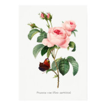 Illustration botanique rose et papillon