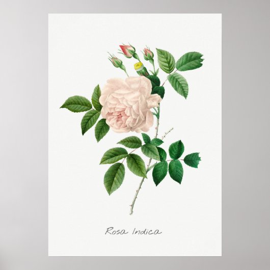 Poster Illustration botanique rose pâle (Devant)