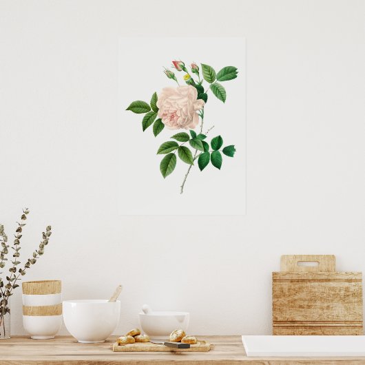 Poster Illustration botanique rose pâle (sans texte) (Cuisine)