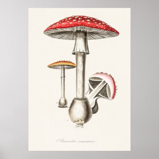 Poster Illustration botanique vintage (Devant)