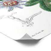 Poster Illustration botanique vintage (Coin)