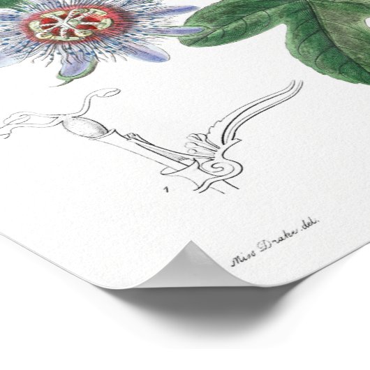 Poster Illustration botanique vintage (Coin)