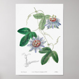 Poster Illustration botanique vintage