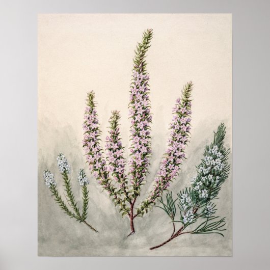 Poster Illustration botanique vintage (Devant)
