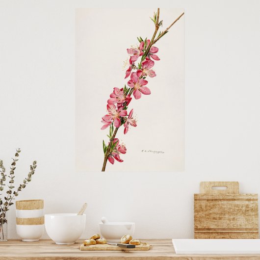 Poster Illustration botanique vintage (Cuisine)