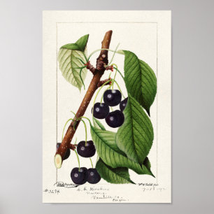 Poster Illustration botanique Vintage