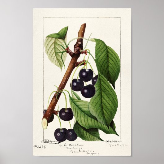 Poster Illustration botanique vintage (Devant)