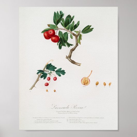 Poster Illustration botanique vintage (Devant)