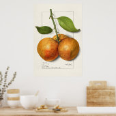 Poster Illustration botanique vintage (Cuisine)